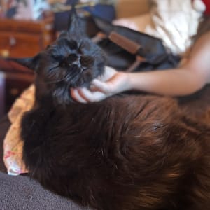 Picture of Phantom (Tommy)