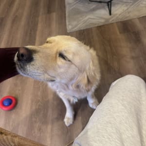 Picture of Nellie