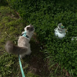 Picture of Casper