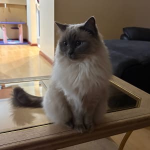 Picture of Coco