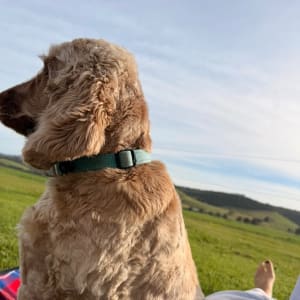 Picture of Alfie