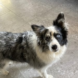 Picture of Storm