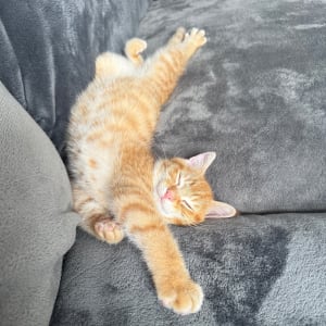 Picture of Cheeto