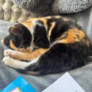 Picture of Pippa