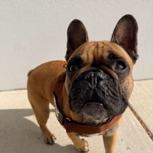 Picture of Reggie