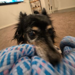 Picture of Buster