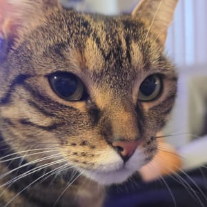 Picture of Millie