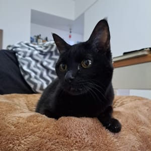 Picture of Blacky