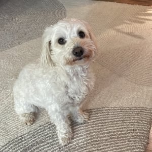 Picture of Lulu
