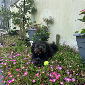 Picture of Angus
