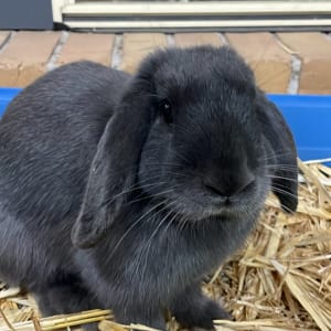 Picture of Frankie