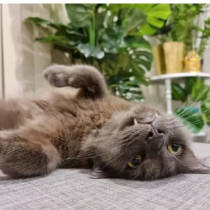 Picture of Miuna