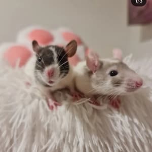 Picture of Jango & Boba