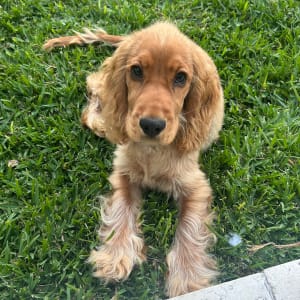 Picture of Gus