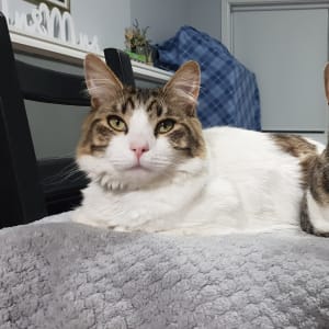 Picture of Lazlow
