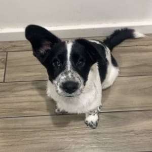 Picture of Denver