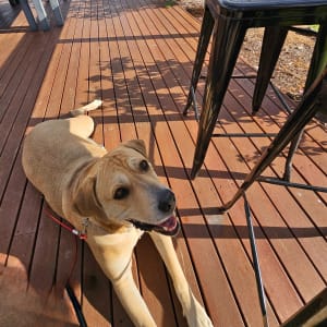Picture of Penny