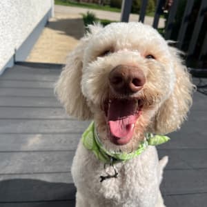 Picture of Neddy