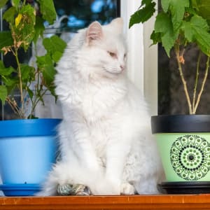 Picture of Meadow
