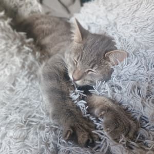 Picture of Luna
