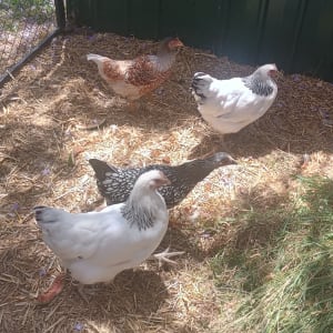 Picture of Chickens