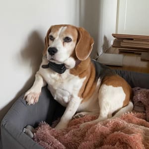 Picture of Maggie