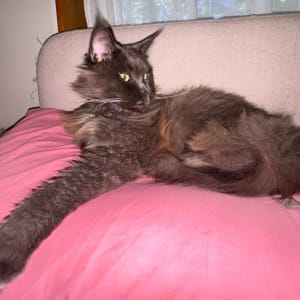 Picture of Skylar