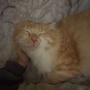 Picture of Lucky