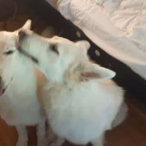 Picture of Koda