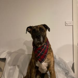 Picture of Bruno