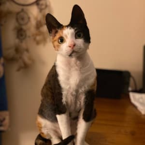 Picture of Crumpet