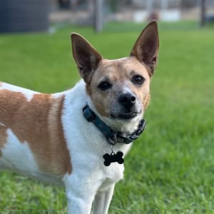 Picture of Odie