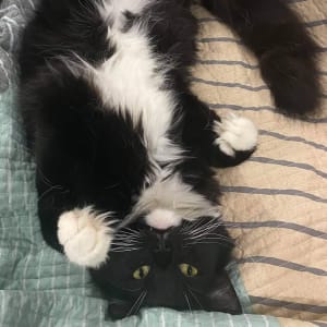 Picture of Charlie