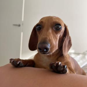 Picture of Simba