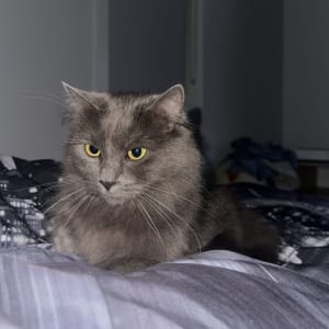 Picture of Indie