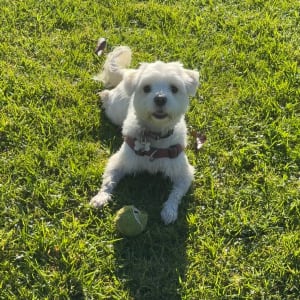 Picture of Missy