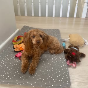 Picture of Teddy