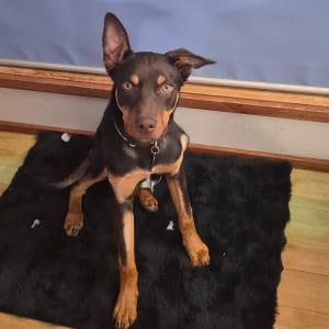 Picture of Banjo