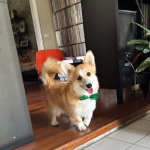 Picture of Peach
