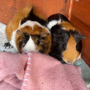 Picture of Bugs and Lola