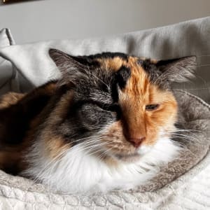 Picture of Rosie