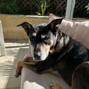 Picture of Saab
