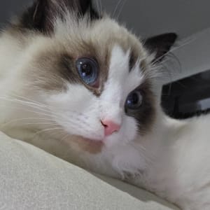 Picture of Boo