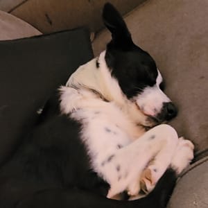 Picture of Max