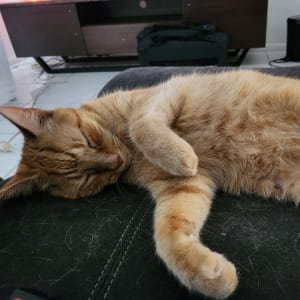Picture of Tigger