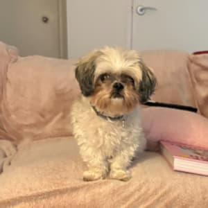 Picture of Chai