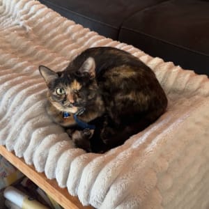 Picture of Socks