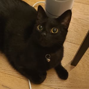 Picture of Zola