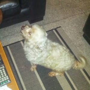 Picture of simon