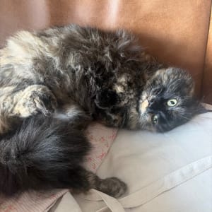 Picture of Pudding